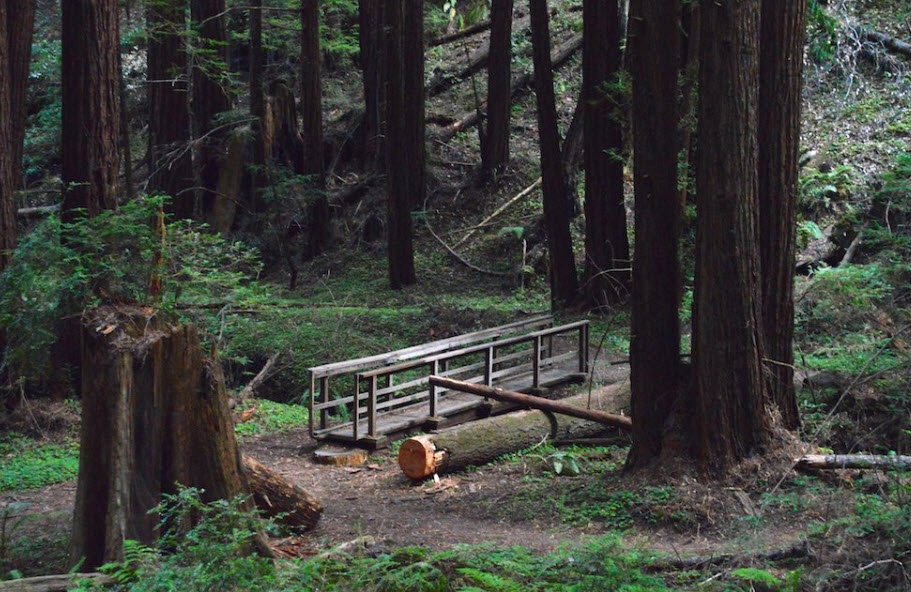 Butano State Park, California, USA